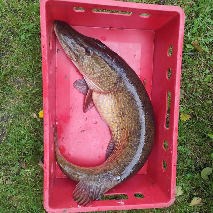 Dzierżawa działki, Mazury, Jezioro Białe