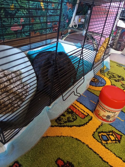 Królik mini lop  wraz z klatką