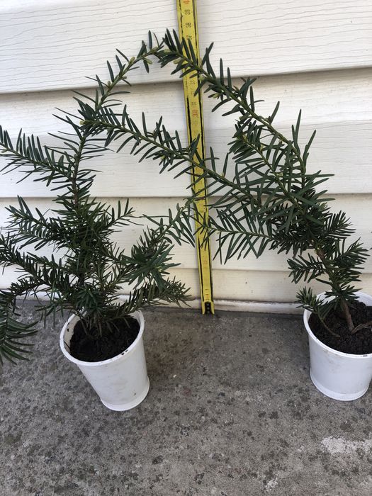 Твікс ягідний Репанденс 220 грн