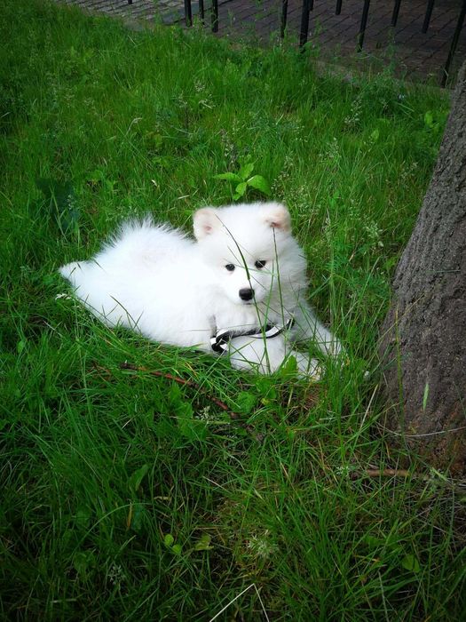 Małe Pieski Samoyed