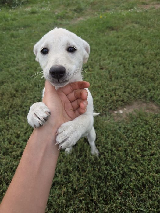 Elsa, szczeniak do adopcji