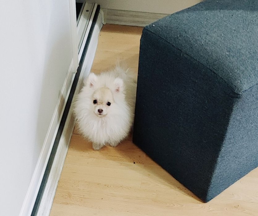 Симпатичні  біло- крем вільні