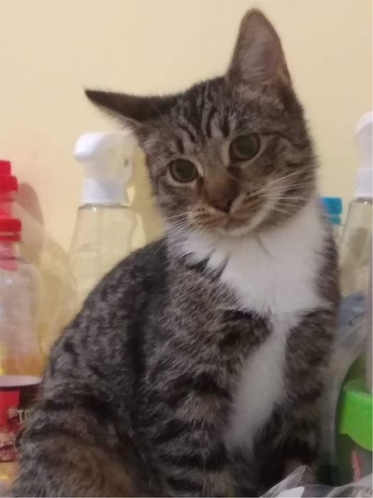 Foczka - młodziutka koteczka szuka domu