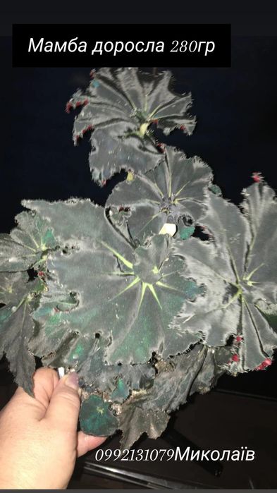 Продаю свои  комнатные растения   НЕ ГОЛАНДИЯ  это ВАЖНО