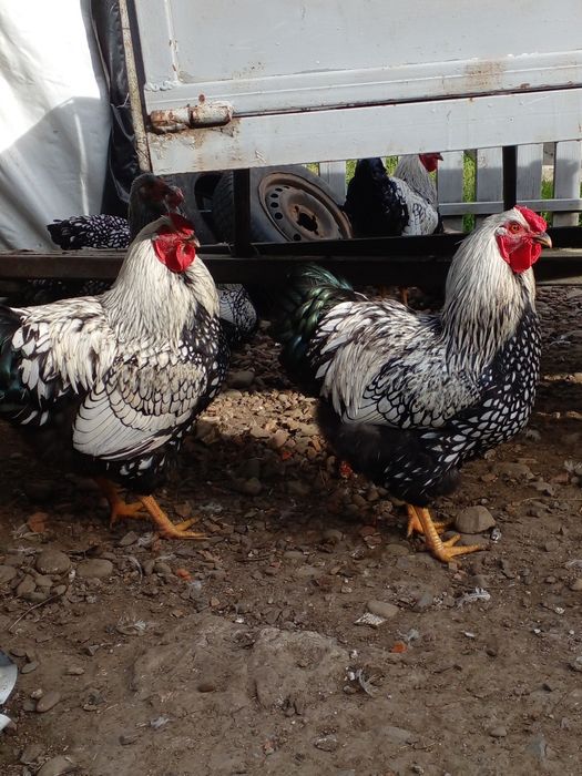 Півні віандот срібло