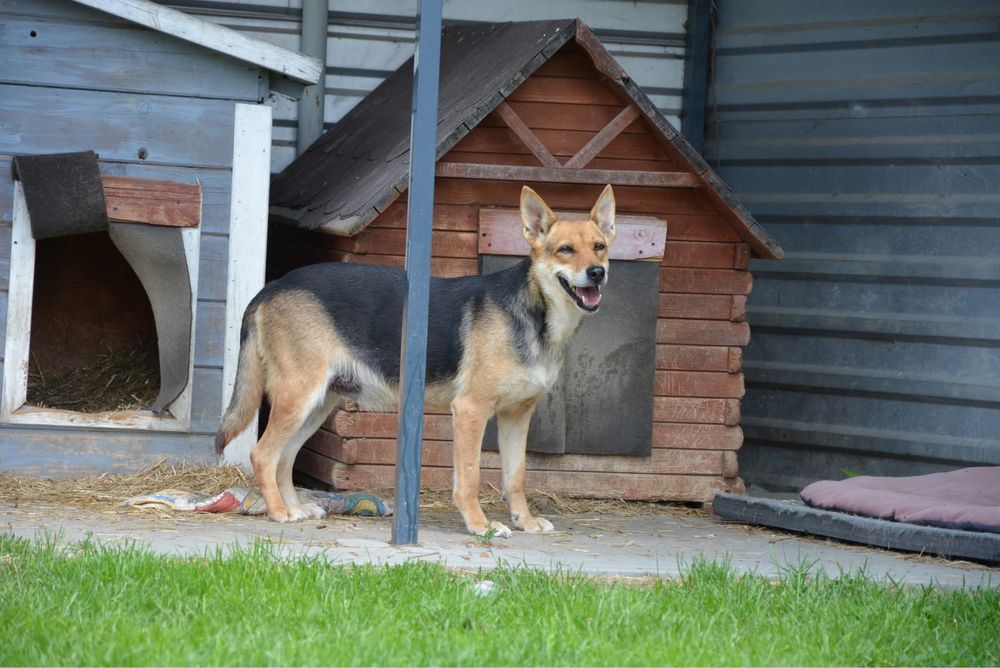Simba-pies szuka doswiadczonego domu! Adopcja