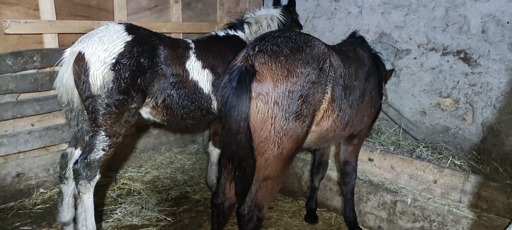 Продам жеребят на хозяйство