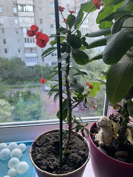 Молочай Міля