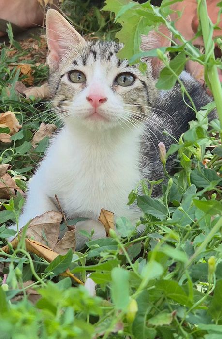 Gatinhos para dar