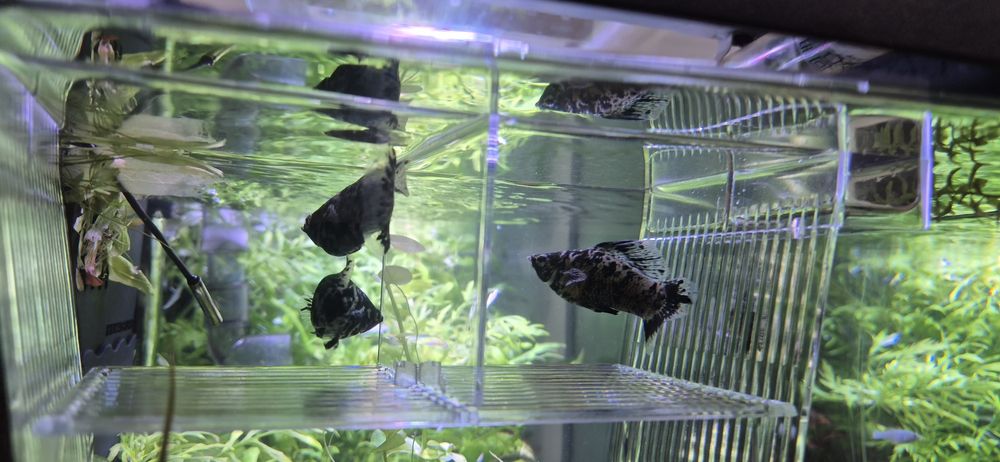 Molinezja zaglopletwa