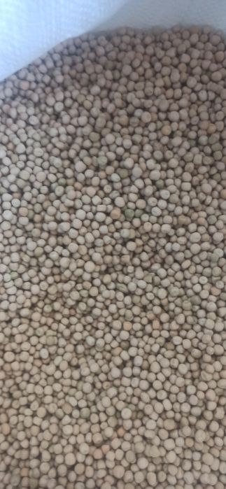 Горох Семена /Насіння  для   рыбалки