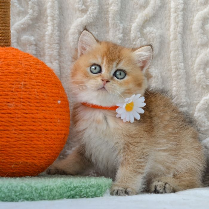 Золотиста британочка