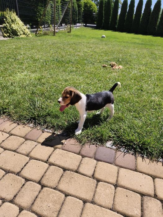 Piesek Beagle gotowy do odbioru