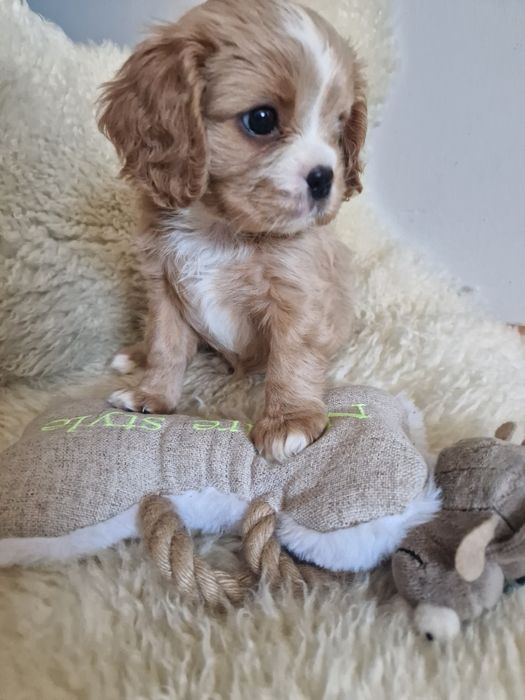 Cavalier sunia z rodowodem