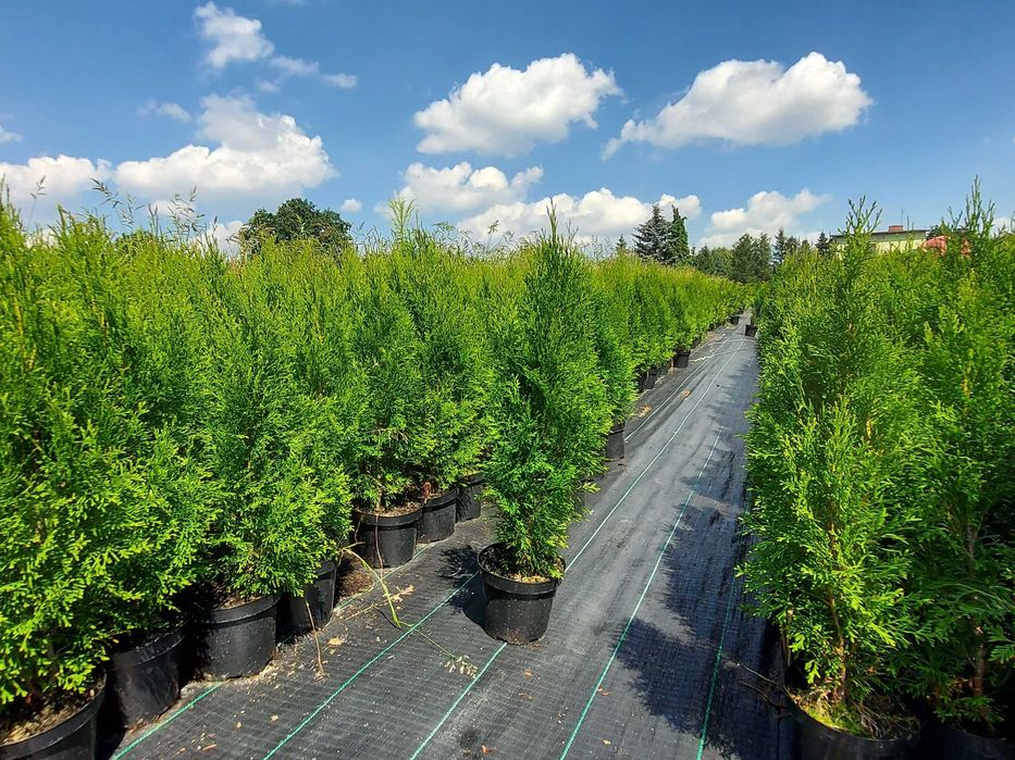 Szmaragd, Brabant, Blue Arrow! Zasadzimy u Ciebie gęste tuje do 250cm!