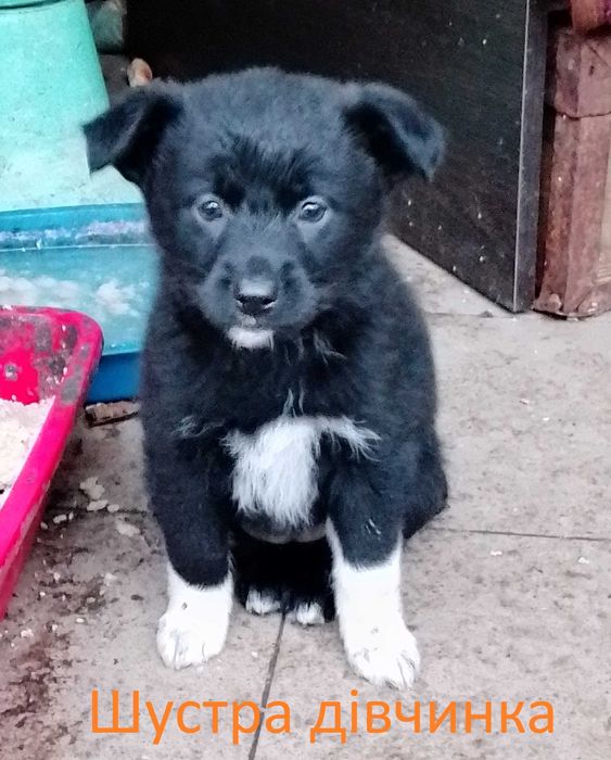 Здорові активні цуценята дівчинки на охорону двору