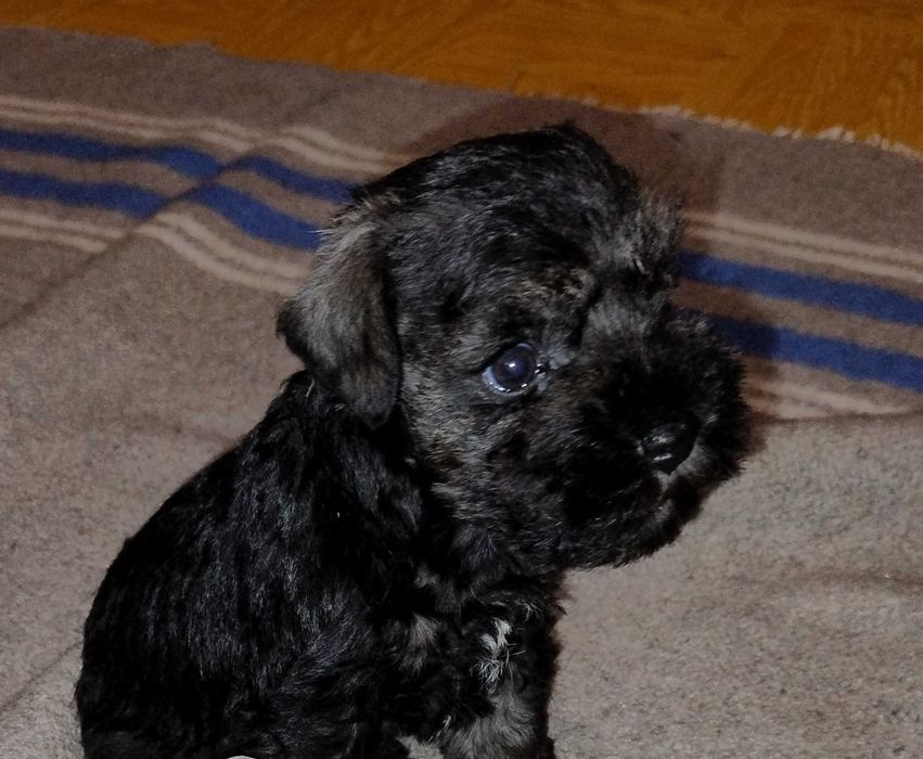 Цуценя цвергшнауцера