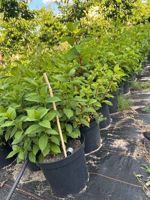 hortensja.anabelle. floks.wisteria.jeżówka