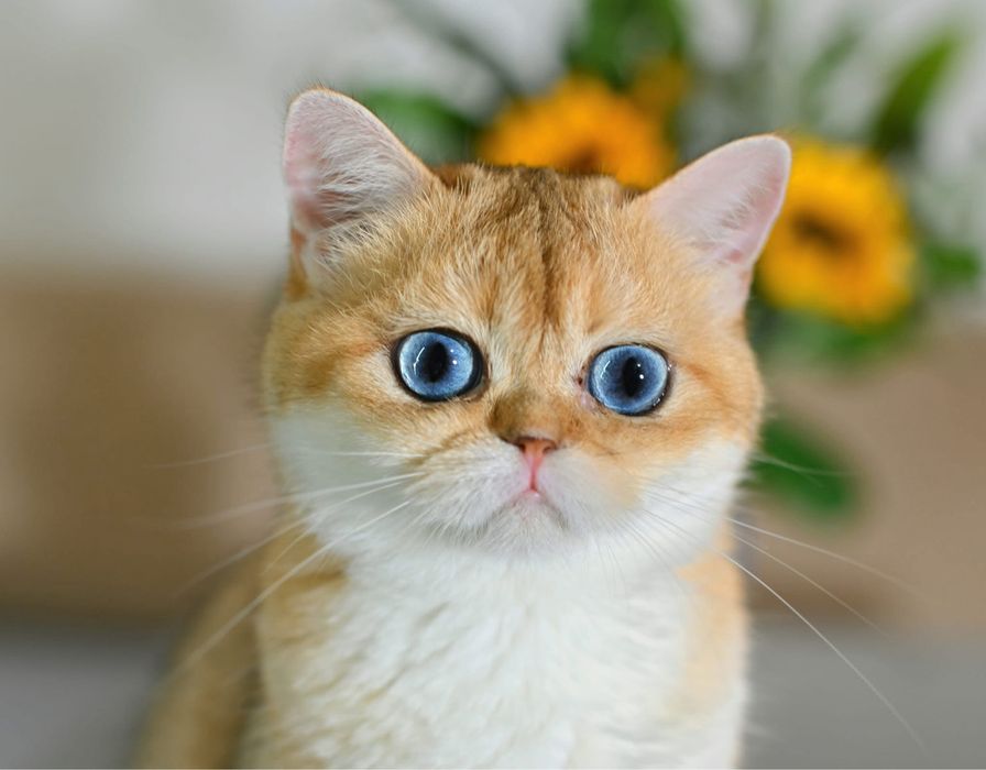 Na sprzedaż rasowa kotka brytyjska w zlotyn kolorze z niebieskimi ocza