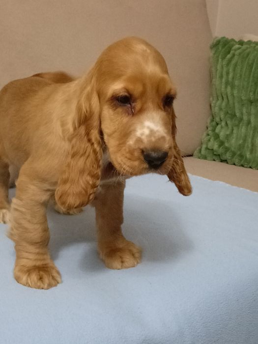 Suczka Cocker spaniel angielski