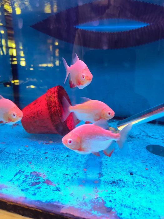 Pacu\Colossoma brachypomum ALBINO 8-12cm