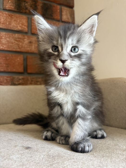 Kotka Maine coon