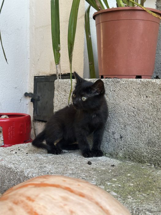 Dou gatinha bebé preta