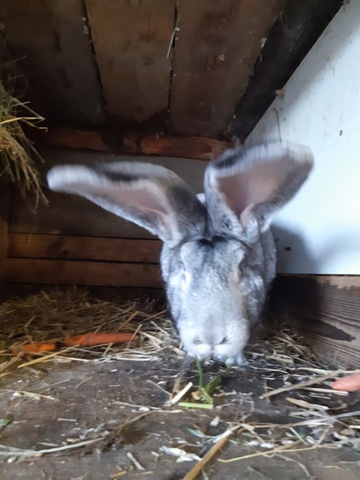 Króliki olbrzymy belgijskie