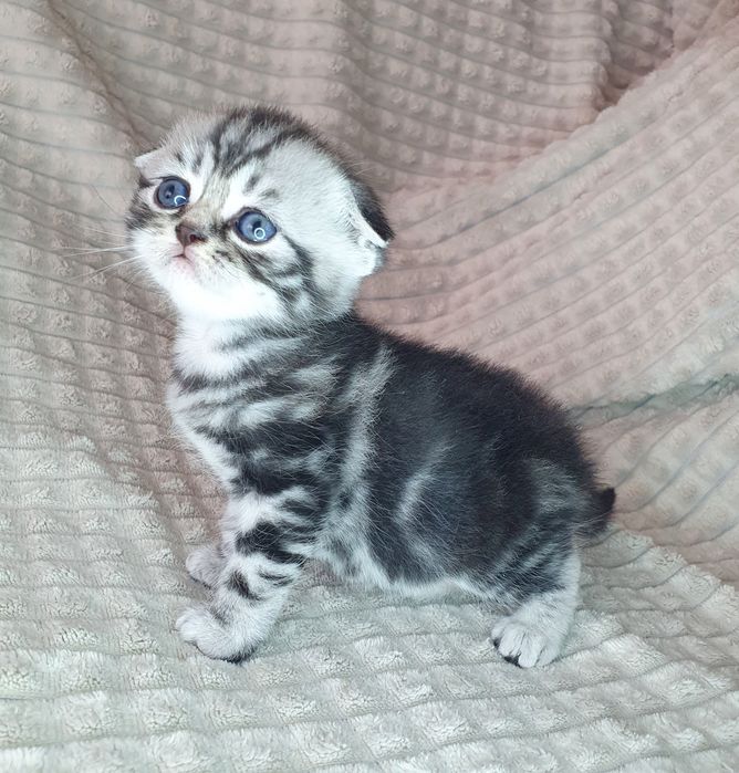Чуттєвий висловухий котик