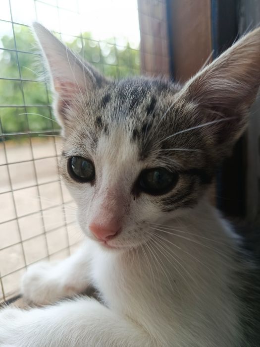 Gatinho bebé para adoção