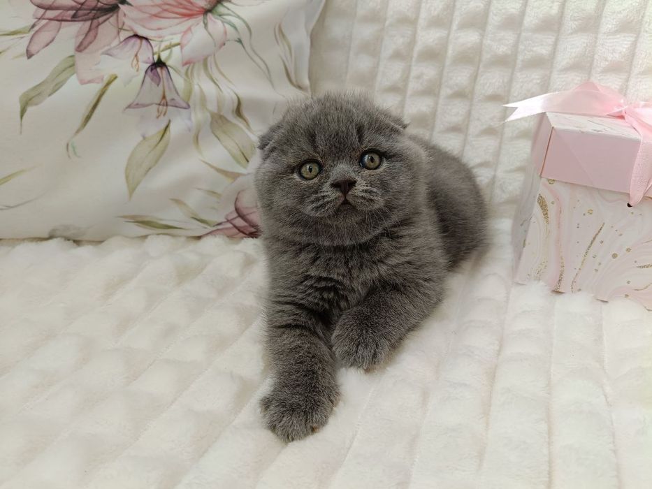 Клубні шотландські кошенята