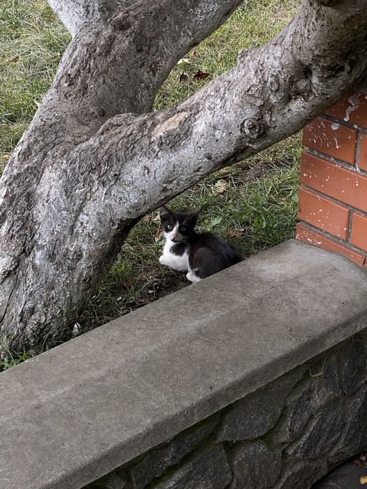 Кішки в добрі руки