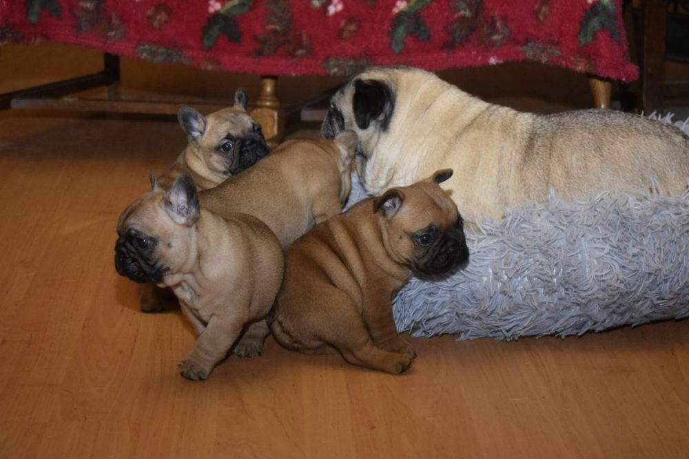 Buldog francuski Edzio