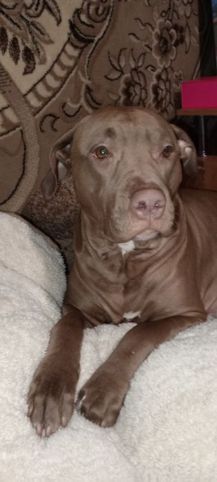 Щенки Пит буль терьера редноуз