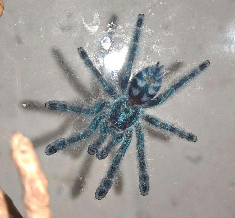 Caribena versicolor L4
