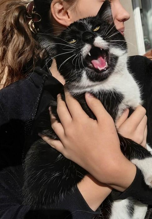 Maxiu szuka domu, cudny kot. Mega miziak, adoptuj