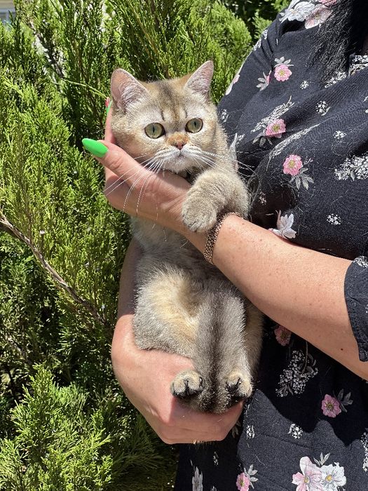 Шикарний котик в плюшевій шубці золота тікірована  шиншила