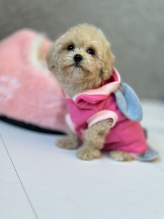 Мальтипу міні. Мальтіпу не линяють, підходять для людей в яких є алерг