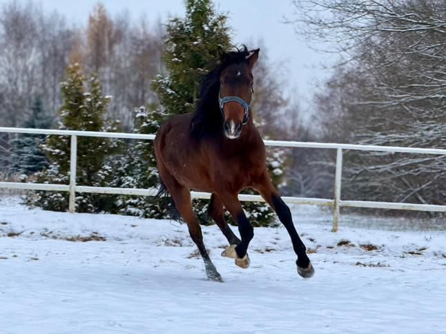 Wałach, kuc D grupy. Sprzedaż/ zamiana.