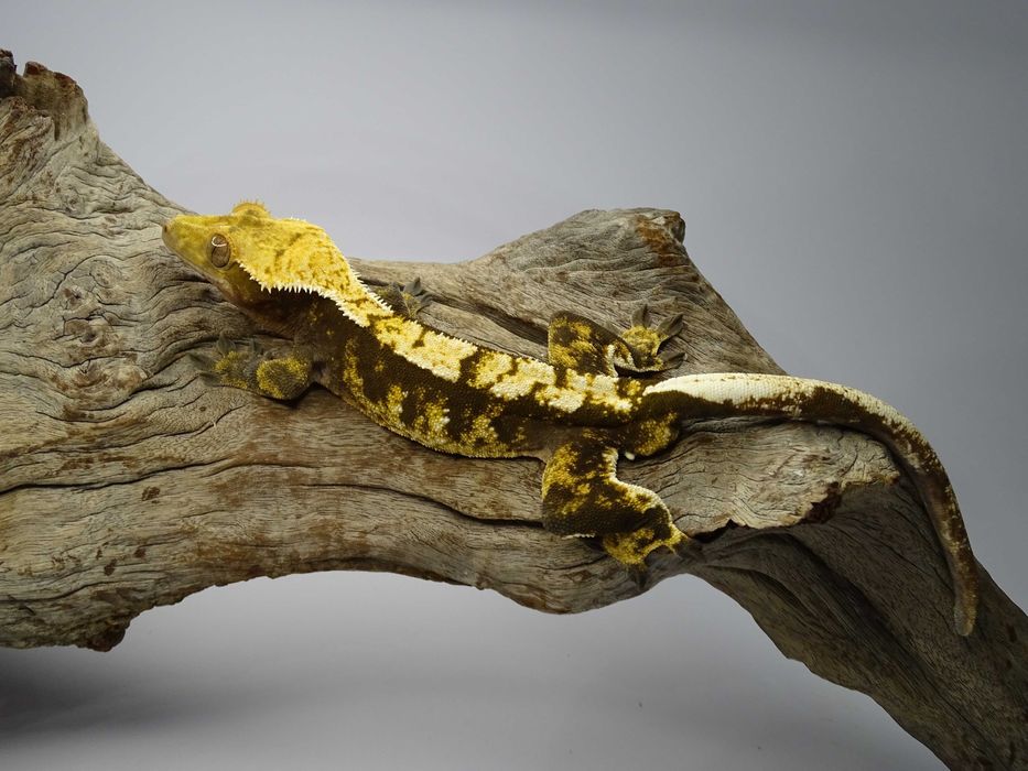 Gekon Orzęsiony samiec Harlequin