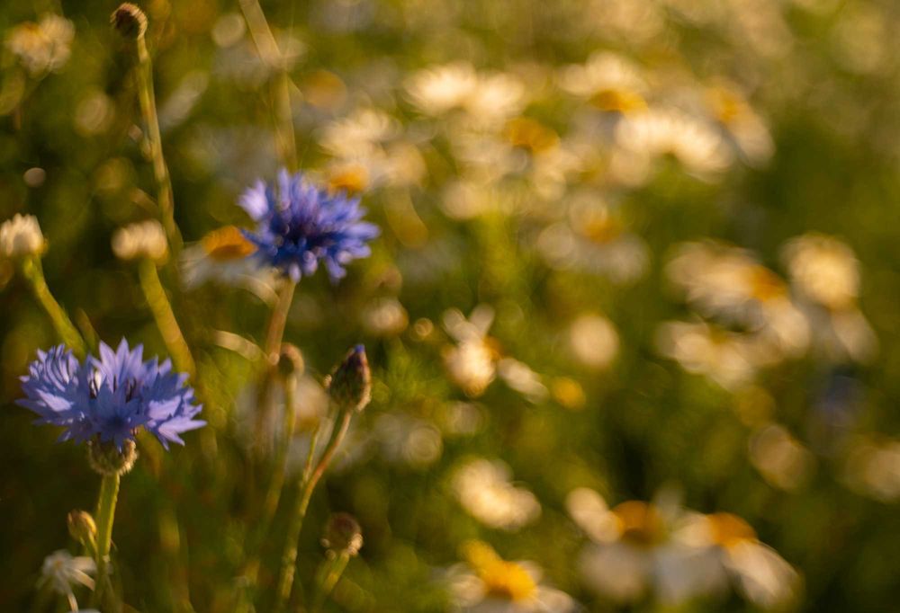 Trioplan 1: 2.9/50mm Meyer-Optik Gorlitz - M42