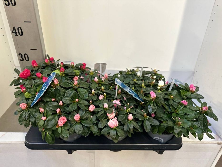 Гаультерія,азалія,шефлера,кипарис,дендр,каланхоє,спатифілум,ялинка