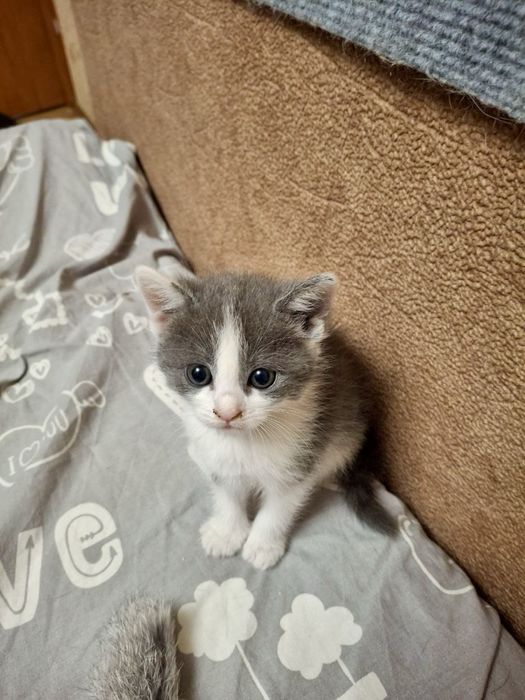котик кошеня киця безкоштовно