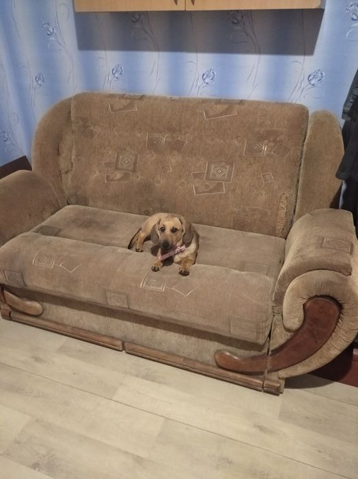 Красуня,дівуля такса