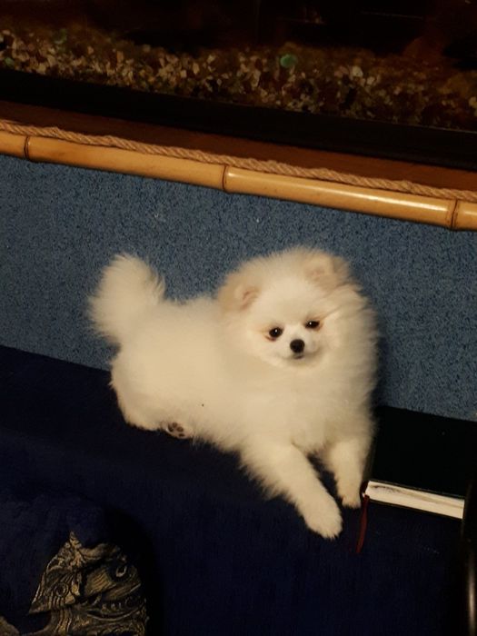 Померанський шпіц дівчинка……..