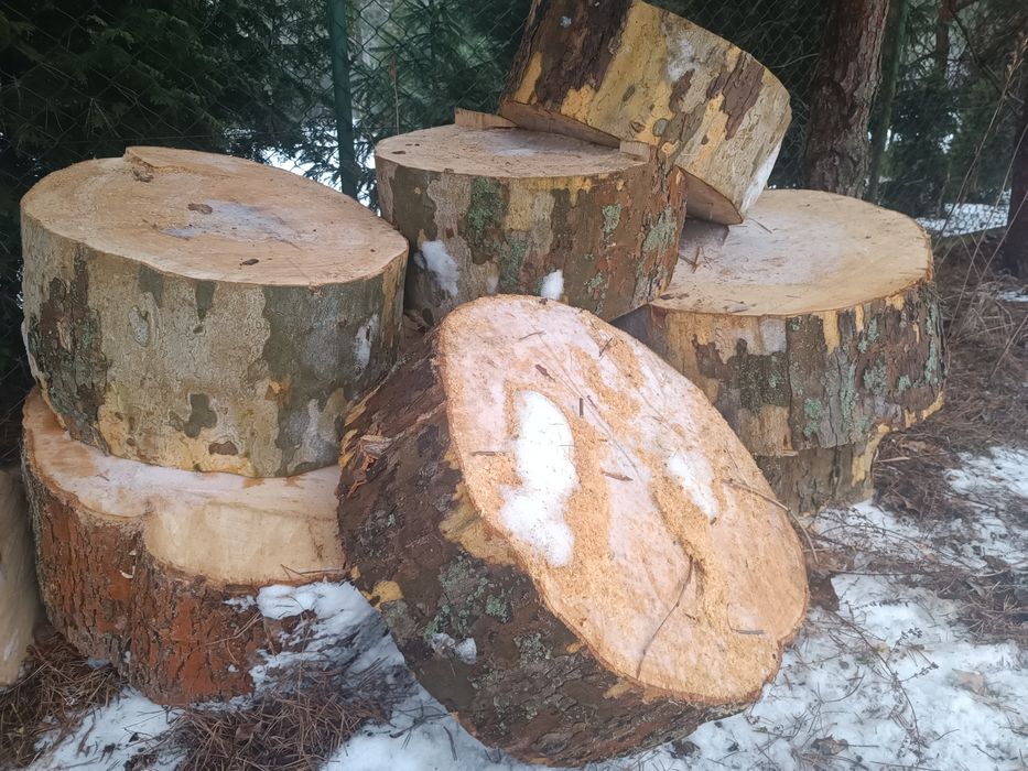 Plastry drzewa pieńki