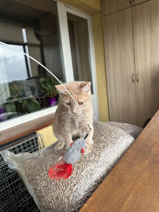 Кошеня котик ручний лагідний шукає дім