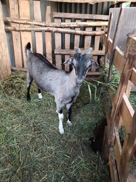 Козенятка альпонубійці шукають нову домівку та люблячих господар коза