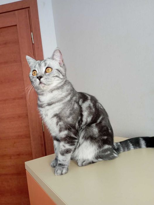 Шотоандець прямовухий стирилізований картка клуба родовіД WCF