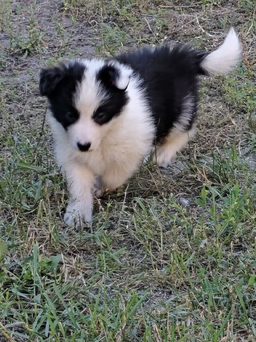Suczka Border Collie